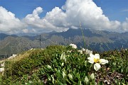 51 Un camedrio alpino, unico rimasto, annuncia la croce di vetta della Corna Grande (2089 m)